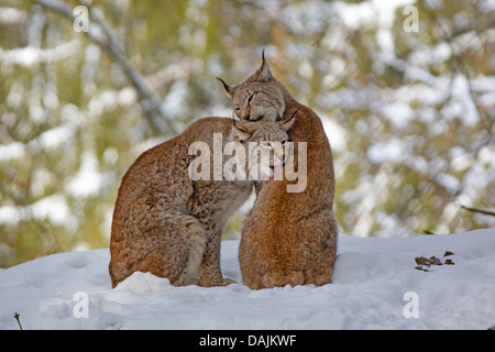 bobcat (Lynx rufus), pair grooming Stock Photo