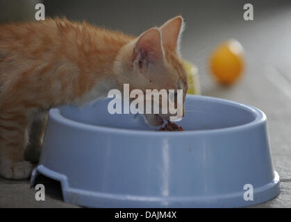 (dpa File) - An archive picture, dated 11 August 2010, shows a cat eating from a feeding dish at an animal shelter in Berlin, Germany, 11 August 2010. Photo: Soeren Stache. Stock Photo