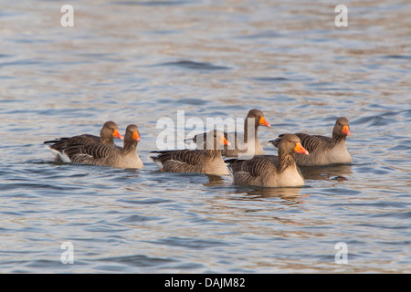 greylag goose (Anser anser), swimming, Germany, Bavaria Stock Photo