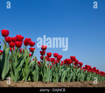 Seasonal workers select tulips at a field of the Company Degenhardt near Schwaneberg, Germany, 21 April 2011. These tulips are cultivated for their tulip bulb. Photo: Jens Wolf Stock Photo