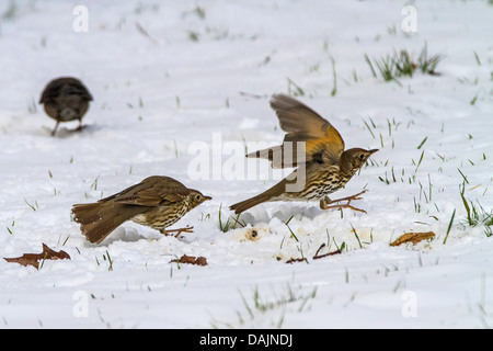 song thrush (Turdus philomelos), disputing on snow covered lawn, Germany, Bavaria Stock Photo