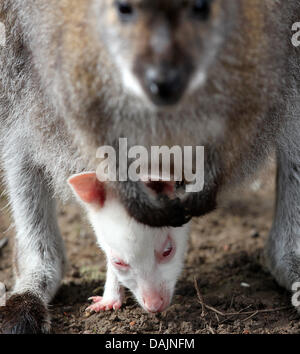 Kangaroo baby Albert looks outside his mother's bag at the bird park in Marlow, Germany, 7 April 2011. The albino is probably 3 months old and the attraction of the park. One in 10,000 births is that of an albino. Photo: Bernd Wüstneck Stock Photo