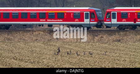 roe deer (Capreolus capreolus), group resting on a field in front of a passing train, Germany, Bavaria Stock Photo