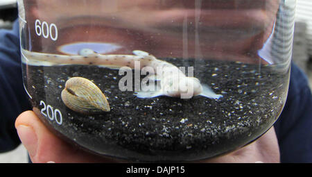 A small-spotted catshark swims in a small aquarium at a centre of the national park Multimar Wattforum in Toenning, Germany, 13 April 2011. The ten centimetre long fish hatched out of his egg-case one week ago. Photo: Wolfgang Runge Stock Photo