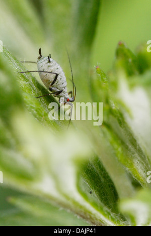 cabbage aphid, mealy cabbage aphid (Brevicoryne brassicae), on leaf, Germany, Bavaria Stock Photo