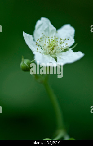 European dewberry (Rubus caesius), flower, Germany Stock Photo