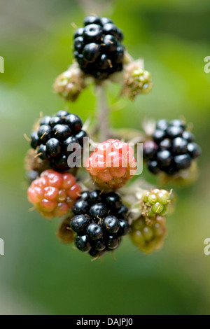 shrubby blackberry (Rubus fruticosus), branch with fruits, Germany Stock Photo