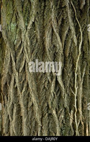 White willow (Salix alba), bark, Germany Stock Photo