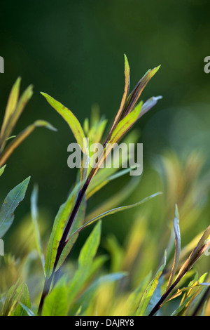 purple osier, purple willow, basket willow (Salix purpurea), branch, Germany Stock Photo