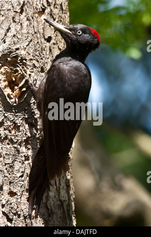 black woodpecker (Dryocopus martius), female sitting at a trunk and timbering a hole, Germany, North Rhine-Westphalia Stock Photo