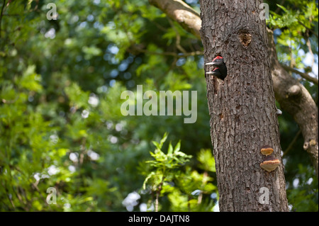 black woodpecker (Dryocopus martius), two young birds looking out of a tree hole, Germany, North Rhine-Westphalia Stock Photo
