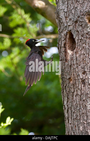 black woodpecker (Dryocopus martius), female landing at the tree hole, Germany, North Rhine-Westphalia Stock Photo