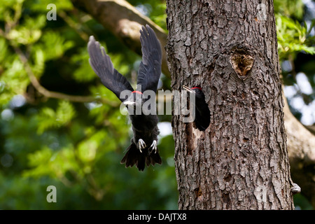 black woodpecker (Dryocopus martius), flying out young bird, Germany, North Rhine-Westphalia Stock Photo