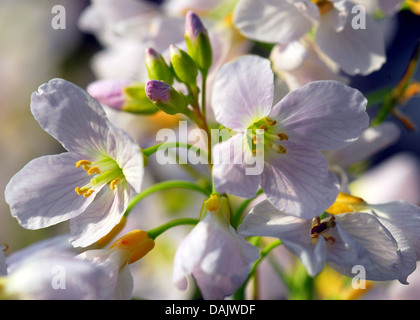 cuckooflower, lady's smock (Cardamine pratensis), flowers in sunlight, Germany, North Rhine-Westphalia Stock Photo