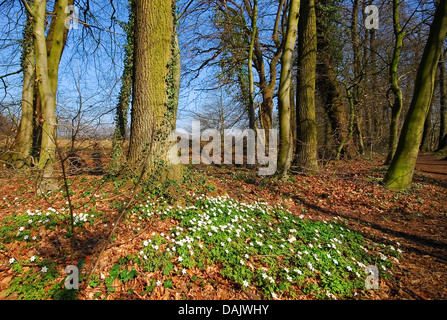 wood anemone (Anemone nemorosa), deciduous forest in spring, Germany, North Rhine-Westphalia Stock Photo