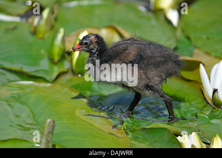 Common Moorhen (Gallinula chloropus), young bird running over the leaves of a Water Lily (Nymphaea alba) Stock Photo