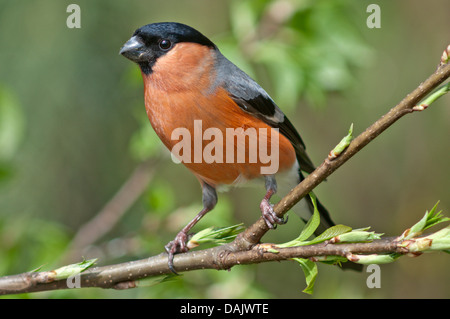 Bullfinch (Pyrrhula pyrrhula), male perched on branch Stock Photo