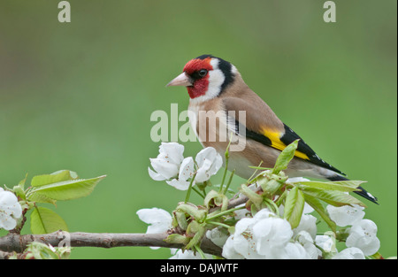Goldfinch (Carduelis carduelis), male perched on a flowering cherry tree branch Stock Photo