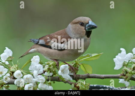 Hawfinch (Coccothraustes coccothraustes), female perched on a flowering cherry branch Stock Photo