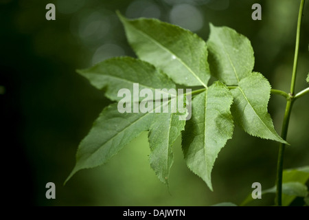 European red elder (Sambucus racemosa), leaf, Germany Stock Photo