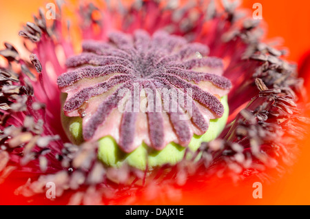 Oriental Poppy (Papaver orientale), detail of a flower Stock Photo