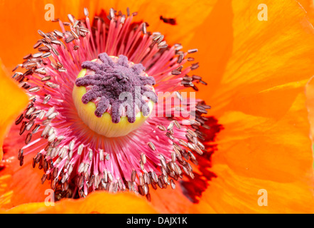 Oriental Poppy (Papaver orientale), detail of a flower Stock Photo
