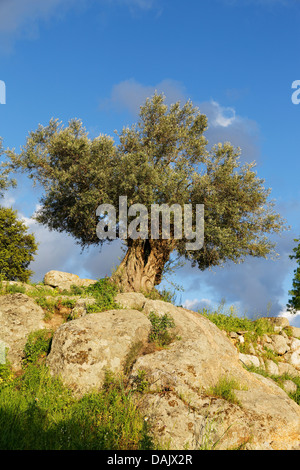 Old Olive Tree (Olea europaea) Stock Photo