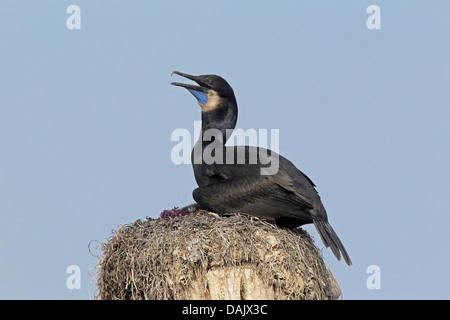 Breeding Adult Brandt's cormorant on a harbour post Stock Photo