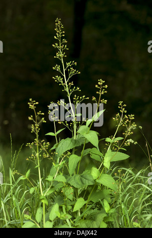green figwort (Scrophularia umbrosa), blooming, Germany Stock Photo