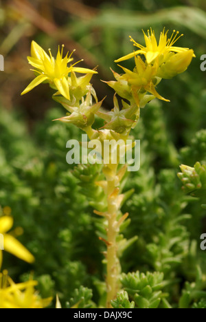 common stonecrop, biting stonecrop, mossy stonecrop, wall-pepper, gold-moss (Sedum acre), inflorescence, Germany Stock Photo