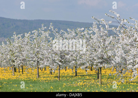 White flowering cherry tree plantation, Wild Cherry or Sweet Cherry (Prunus avium) with yellow Dandelions (Taraxacum officinale) Stock Photo