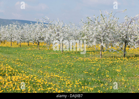 White flowering cherry tree plantation, Wild Cherry or Sweet Cherry (Prunus avium) with yellow Dandelions (Taraxacum officinale) Stock Photo