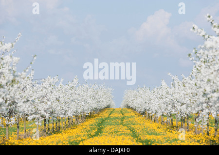 White flowering cherry tree plantation, Wild Cherry or Sweet Cherry (Prunus avium) with yellow Dandelions (Taraxacum officinale) Stock Photo