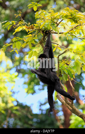 Black Spider Monkey (Ateles paniscus), hanging in a tree, native to South America, captive Stock Photo