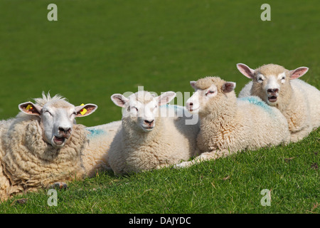 Domestic sheep (Ovis orientalis aries), ewe with lambs lying on a dyke of the Elbe River Stock Photo