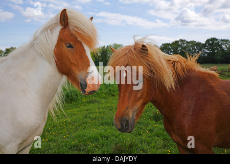 Icelandic horses, portrait Stock Photo