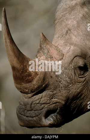 Northern White Rhinoceros or Square-lipped Rhinoceros (Ceratotherium simum), portrait Stock Photo