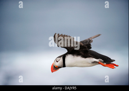 Flying Atlantic Puffin (Fratercula arctica) Stock Photo