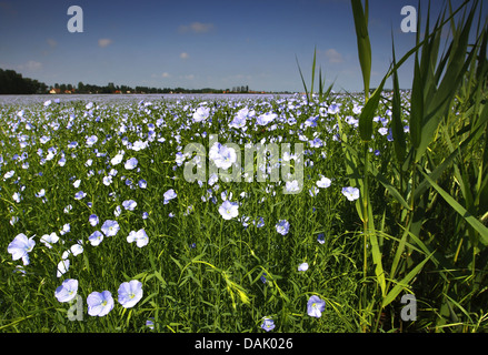 common flax (Linum usitatissimum), flax field, Netherlands, Gelderland Stock Photo