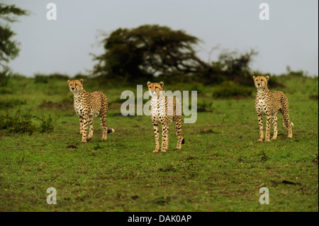 Cheetahs (Acinonyx jubatus), three brothers searching for prey at dusk Stock Photo