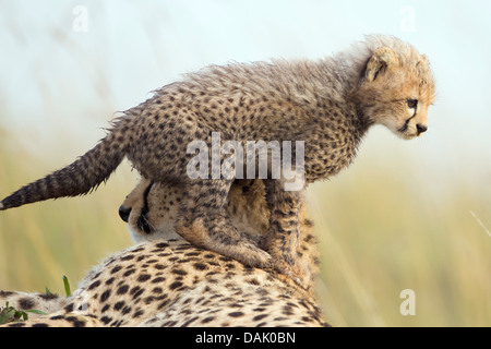 Cheetahs (Acinonyx jubatus), female with cub, several weeks, cub climbing on its mother Stock Photo