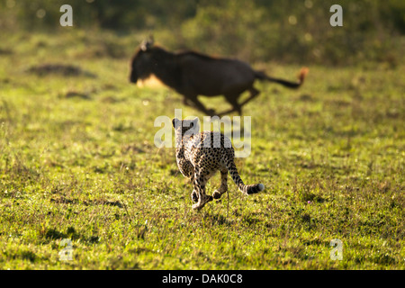 Cheetah (Acinonyx jubatus) chasing a Blue Wildebeest (Connochaetes taurinus) Stock Photo