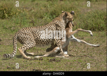 Cheetah (Acinonyx jubatus) killing a Blue Wildebeest (Connochaetes taurinus) calf by biting its throat Stock Photo