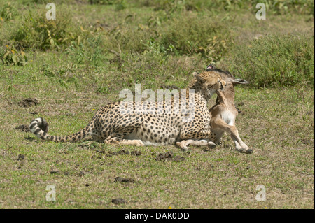 Cheetah (Acinonyx jubatus) killing a Blue Wildebeest (Connochaetes taurinus) calf by biting its throat Stock Photo