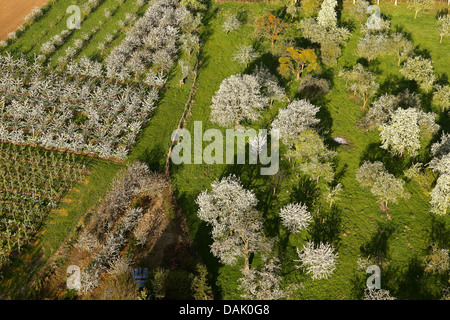 apple orchard and cherry orchard, Belgium Stock Photo