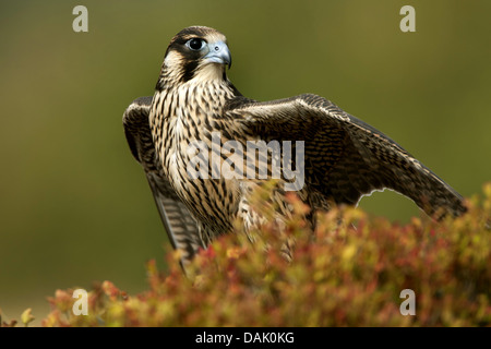 peregrine falcon (Falco peregrinus), standing on the ground, United Kingdom, Scotland Stock Photo