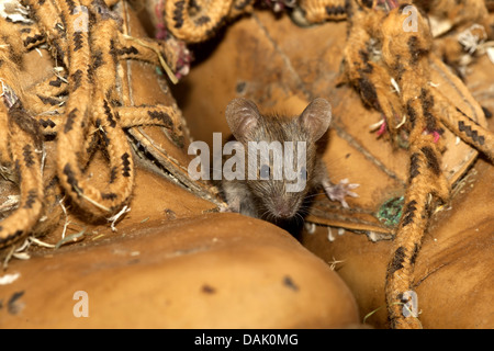 house mouse (Mus musculus), looking out between two shoes, Belgium Stock Photo
