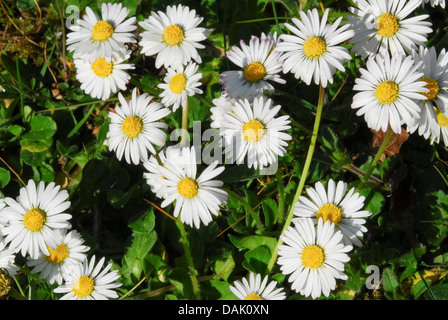 common daisy, lawn daisy, English daisy (Bellis perennis), several flowers, Germany, North Rhine-Westphalia Stock Photo