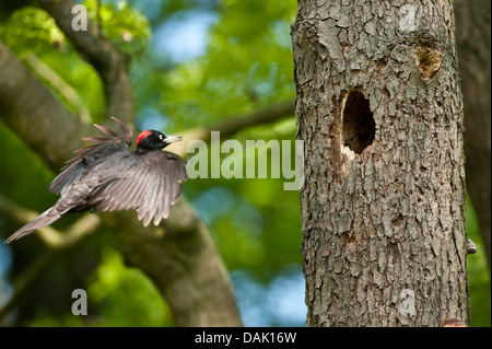 black woodpecker (Dryocopus martius), flying to its breeding cave, Germany, North Rhine-Westphalia Stock Photo