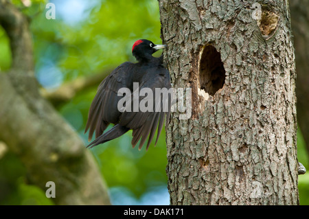 black woodpecker (Dryocopus martius), landing at breeding cave, Germany, North Rhine-Westphalia Stock Photo